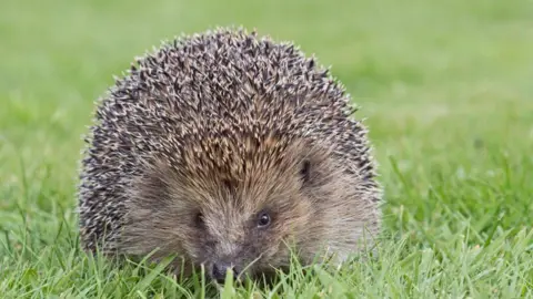 A close-up picture of a hedgehog crouched in short green grass. It is pictured looking directly at the camera. 