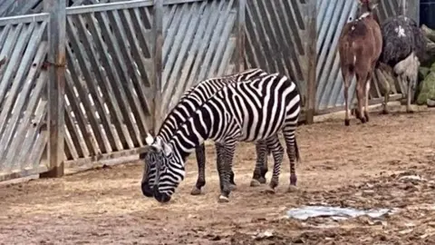 Chris Berrow/BBC Dua zebra berdiri di kebun binatang. Ada pagar di belakang mereka.