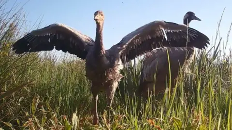A crane chick is spreading its wings while standing in high grass. Its mother is standing behind it.