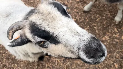 A close-up of a black and white sheep looking upwards. It has horns
