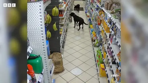 Dogs in supermarket aisle