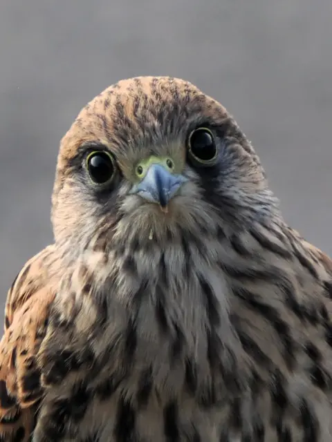 Holly Taylor A close up of a kestrel looking straight at the camera