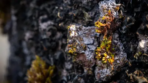 A close up of green and brown coloured moss on the grey bark of a mature aspen.