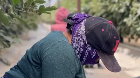A woman kneeling on the ground, wearing a purple bandana over her face and a hat. She hides from US immigration authorities