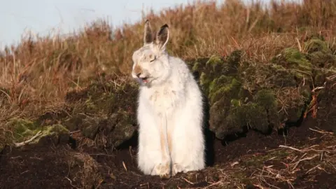 Carlos Bedson A Peak District mountain hare