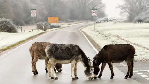 New Forest Roads Awareness Donkeys in the New Forest