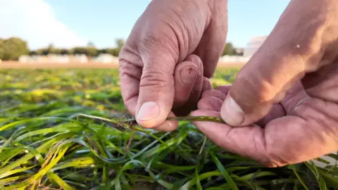 A pair of hands holds a shoot which contains three pale seeds in contrast to the dark green of the seagrass.