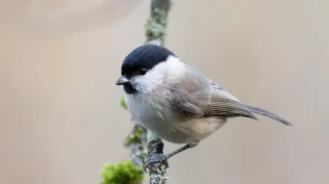 Getty Images Willow tit