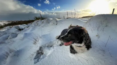Robert Fisher A dog cheerfully playing in the snow - most of the dog's body is covered by the snow