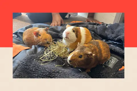 Guinea pigs by some hay and on a blanket