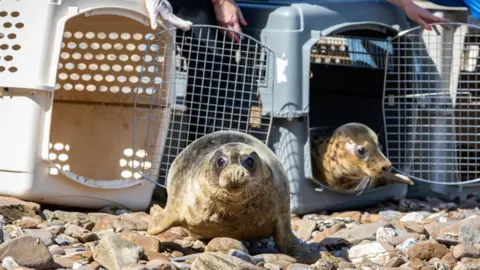 A seal rests on a stony beach with cages behind it.