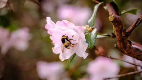 A bee extracting nectar from a pink flower. 