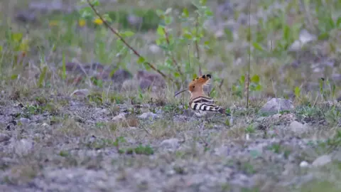 Hayden Baines The hoopoe is a rare, exotic-looking migratory bird which has a black speckled crest and a brown feathered head. It has black and creme coloured wings and a long beak. It has standing on green ground which has rocks and small shoots on it.