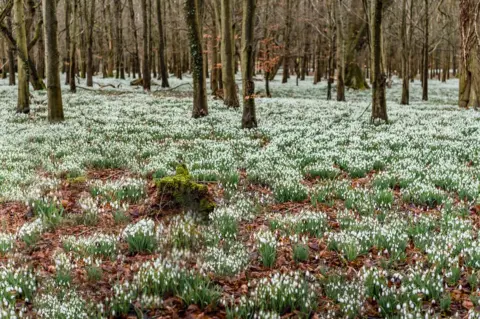 Anthony Morris Snowdrops in a wood