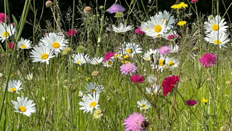 SUNDAY - A close up of a wildflower field