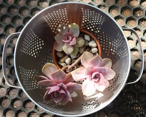 Julia Jacs Pink plant in a sieve
