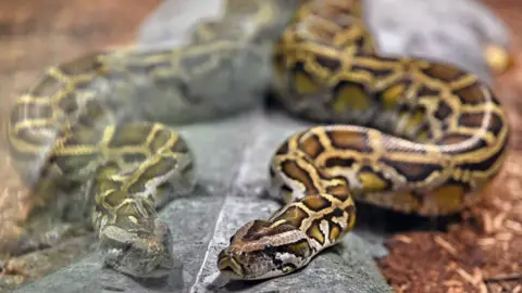 gettyimages A reticulated python is seen in its enclosure at the Singapore Zoo's new Reptopia exhibit during a media preview on May 24, 2017.