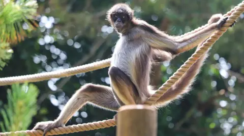 Paignton Zoo The brown spider monkey is sitting on a rope and has its' feet wrapped around the rope. There is a second rope running parallel above it which the monkey is holding with its hands and its long tail is wrapped around the top rope. The monkey is looking at the camera and it has silver-coloured eyes and a brown face. It is pushing its chest out and its arms are stretched out behind it. It has a white furry front and its back and tail are brown.