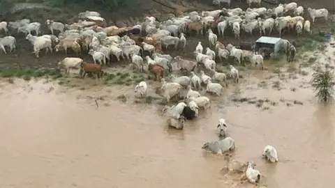 COWAN DOWNS STATION/REUTERS Stranded cows surrounded by floodwater at Cowan Downs Station in Queensland