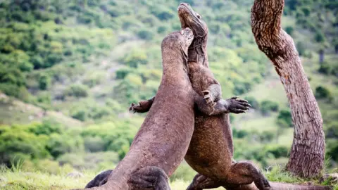 Getty Images Komodo dragons