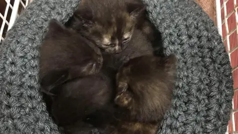 RSPCA Dumped kittens