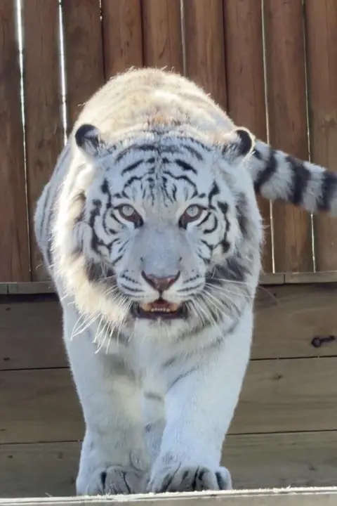 Lincolnshire Wildlife Park A white tiger with distinctive black markings is looking into the camera as it walks forwards. Behind it you can see a wooden fence and wall.