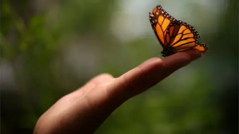 Reuters A Monarch butterfly rests on a visitor's hand during the official Inauguration of the month of the Monarch butterfly at Chapultepec Zoo in Mexico City, Mexico, April 6, 2017