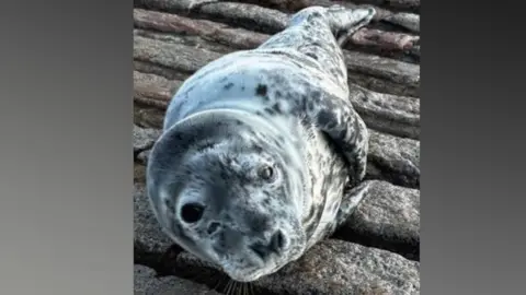 Jason Banks/RNLI A portrait image of a seal curled over looking at the camera. It has black, grey and white markings. It is led on a rocky stone path which looks like a slipway. 