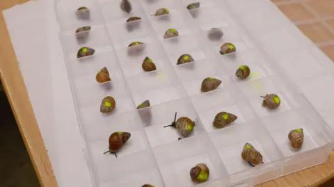 RZSS Snails in a clear plastic storage box, marked with fluorescent yellow dye on their shells