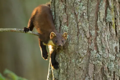 2020VISION/Devon Wildlife Trust/PA Pine Marten hanging off the tree 