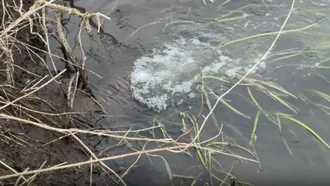 A close up of a large sewer pipe emerging from a river bank into a small stream. Bubbles can be seen on the water's surface and the pipe itself is visible just underneath the water's surface. Reeds and soil can be seen on the bank on the left hand side. 