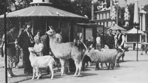 Battersea Park Children's Zoo A black and white image of sheep and a llama behind a wire fence with people looking at them