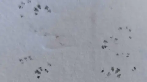 Dave Smith The pawprints