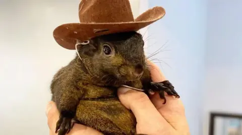 A brown squirrel wearing a small cowboy hat is held up for the camera