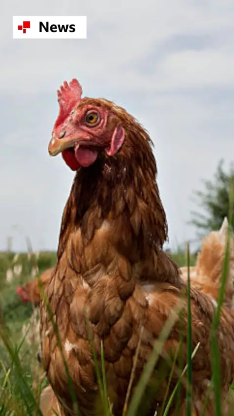 A brown chicken grazes in a pasture