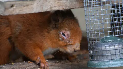 Central Borders Red Squirrel Network A sick-looking red squirrel with red areas around its eyes