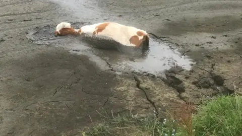 TWFRS Calf almost submerged by mud