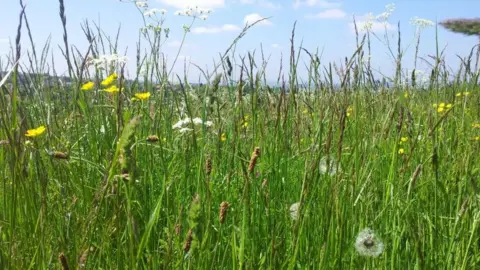 SHEFFIELD AND ROTHERHAM WILDLIFE TRUST A close up of a wildflower meadow from near-ground height