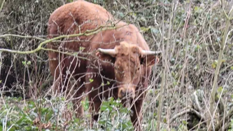 A large brown bullock standing in a wooded area, partially covered by branches and leaves