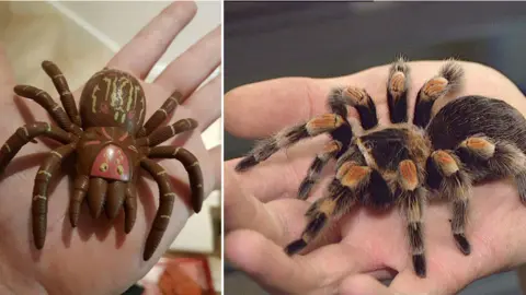 RSPCA Toy and real tarantula