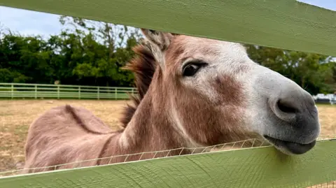 A brown donkey with a pale grey face is looking through a gap in a wooden fence as it stands in a field. It has a brown mane and dark brown eyes with pale grey eyelashes and a black muzzle.