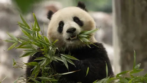 Two-year-old female giant panda Qing Bao
