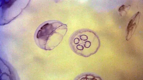 Dr Bob Brown Moon jelly, Aurelia aurita in Kristeneberg, Sweden