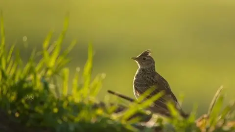 RSPB Skylark