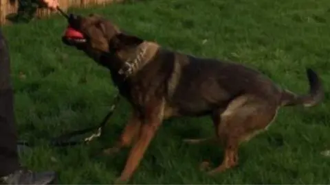 Jennie Evans Ivy, a Malinois cross German Shepherd dog, with a red toy in her mouth, standing on a piece of grass. A person out of the photo holds Ivy's lead - onlt their hand and trouser leg is visible.