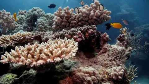 Coral on the Great Barrier Reef