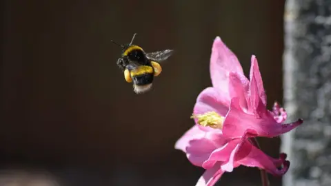 Treetop / BBC Weather Watchers A bee with pollen attached is seen flying next to a pink flower with a yellow stamen