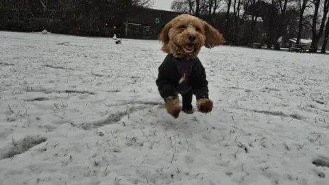 BBC WEATHER WATCHERS / STEVIE A small brown dog is jumping in a snow-covered field. It is wearing a black jumper and appears to be smiling.