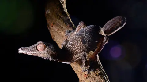 Bristol Zoo Project A brown speckled gecko with large eyes perched on a tree branch in darkness