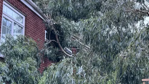 Handout Fallen tree, with lots of green leaves, resting against the top window of a house
